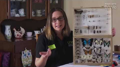 🦋 Create your own insect collection