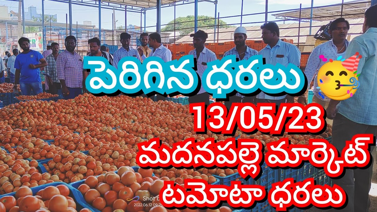130523 Madanapalle Tomato Market price Today Today Tomato Market