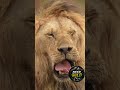 Magnificent Lion