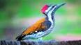 The Fascinating World of Woodpeckers ile ilgili video