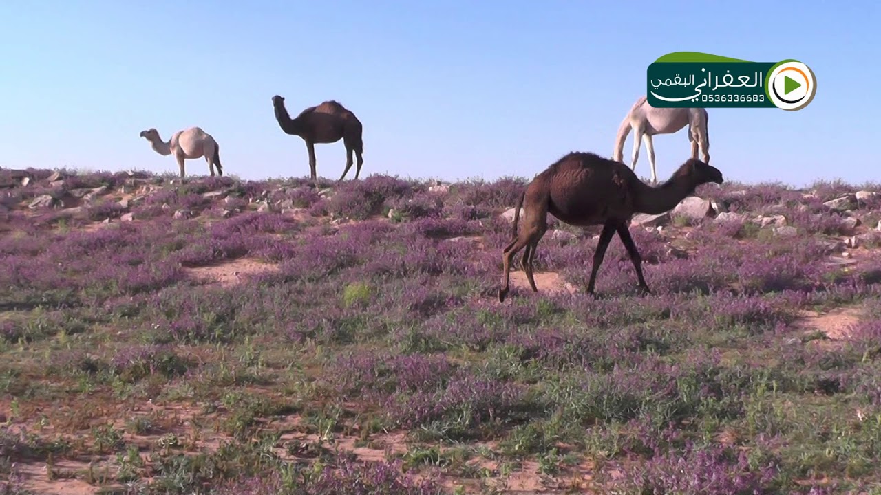 ابل الشيخ مسعد بن سعود بن حماد ابن دعيجا الشراري في ربيع الشمال طريق عذفاء