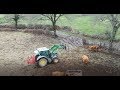 Cage pour attraper vaches au champ