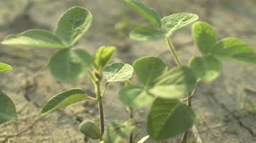 Protecting Yield: Breaking the Maturity Group Barrier