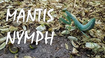 Mantis Nymph in the Wild City
