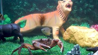 Fish Falls On Their Prey Under The Belly Of The Tiger