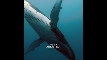 (وَذَا النُّونِ إِذ ذَّهَبَ مُغَاضِبًا) #بصوت #القارئ #محمد_خير_الحريري