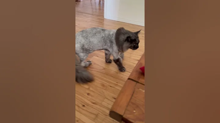 Watch the video about Big cute n fluffy black smoke MaineCoon kitty | lion cut | cats pets animals | reels videos #shorts