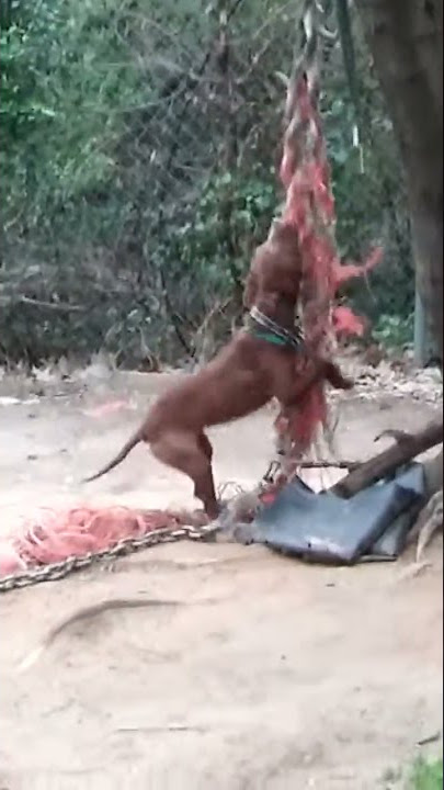 Nelson's Proctor, 'China Babe' a lil rope Tyme for her .....