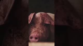 Shocking Expos Uncovers Thai Factory Workers Disturbing Cry for Help