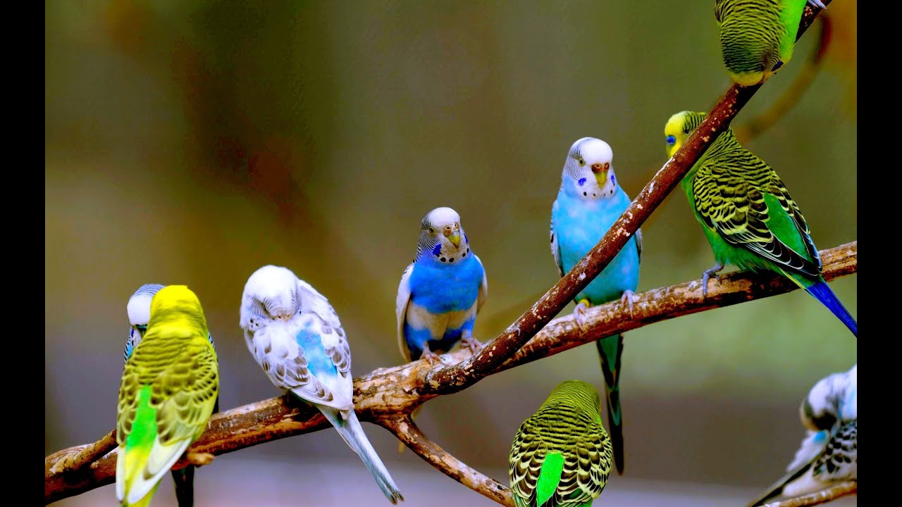 lovebirds 