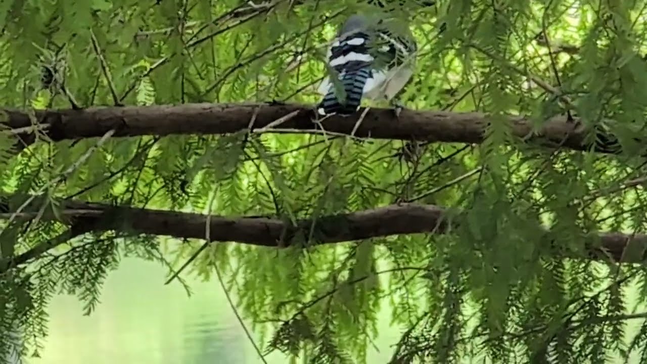 Blue Jay is Minus a Crest, Believe It or Not & Flies to Adjacent Cypress Tree by Pond! Oviedo