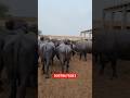 Sultan Cattle Farm Lodhran #buffalo #Dairy_Farm #Nili_Breed #reels