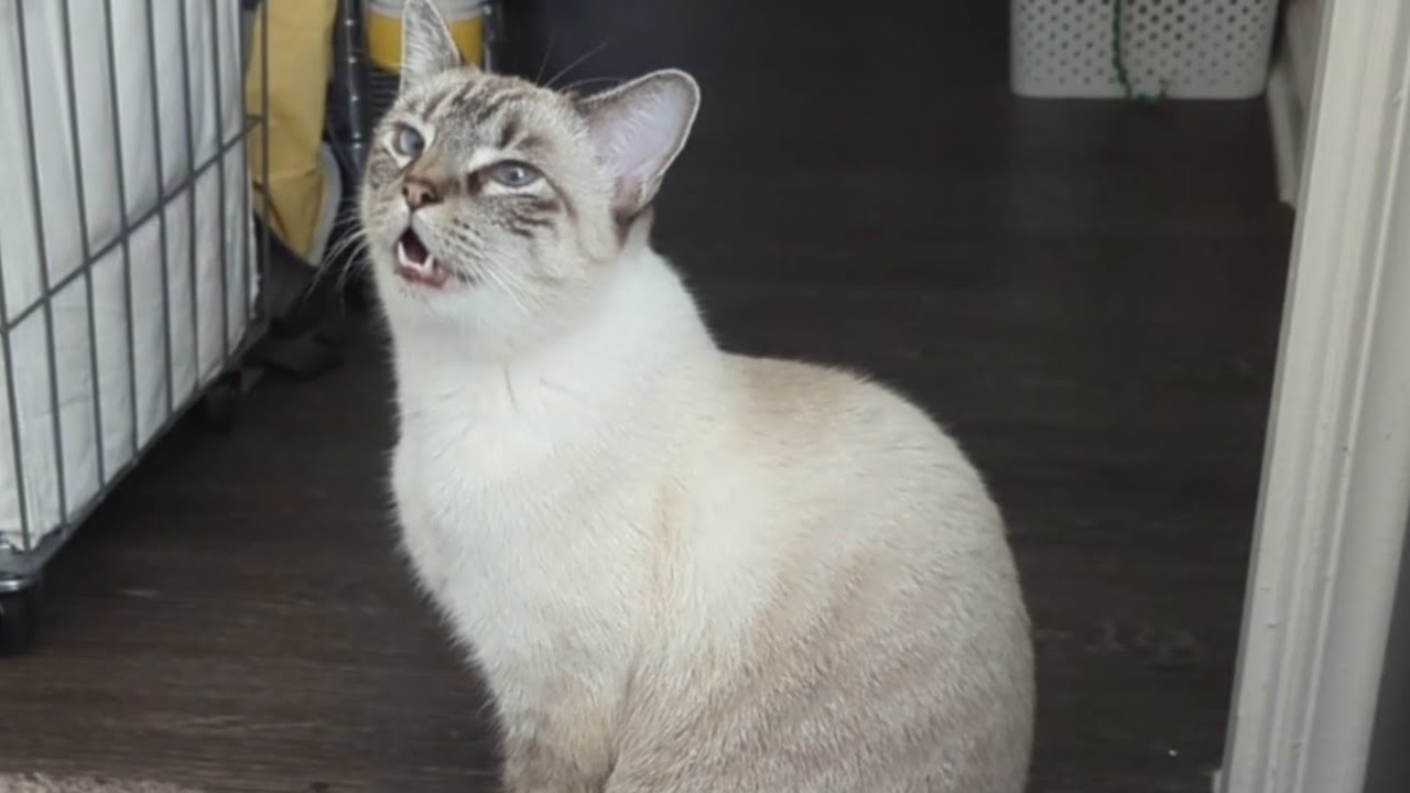 Mad Max My Cat is MAD at me. Siamese Fury Unleashed. 😳😱😡 YouTube