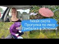 Прогулка по лесу.Собираем грибы.Тихая охота.Наша грибалка 2021.Лес в Эстонии.Влог