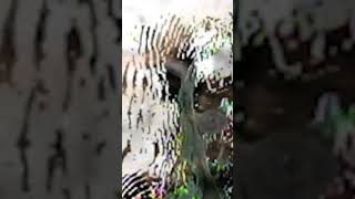 Punchlove Dead Lands (clip)