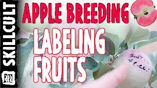 Home Scale Apple Breeding:  Labeling and Protecting Fruits