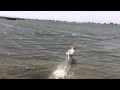 Pointers Retrieving and Water Work Pointers Retrieving and Water Work