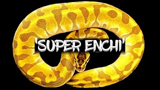 The Amazing 'Super Enchi' Ball Python!