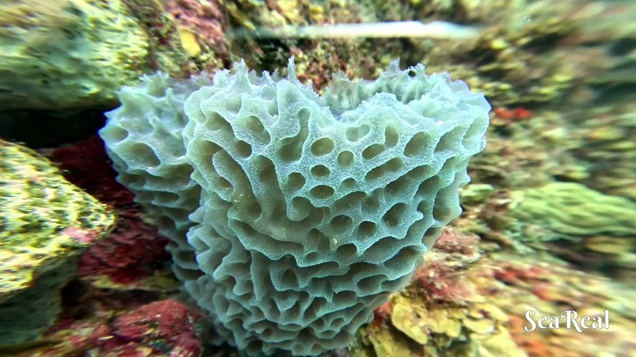 Dive Site: Weber’s Joy, Bonaire