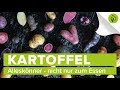 KARTOFFEL (1/4) Alleskönner - nicht nur zum Essen