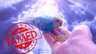 Taming Wild Budgies From the Pet Store