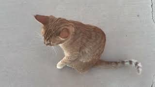 Loki.  IMG 1107