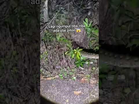 Terlambat sedikit selesai 😂😂 #piton #ularbesar #snake #ularkasur #ular