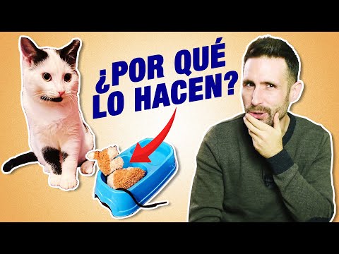 Video: ¿Qué es un comedero?