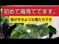 初めて苺育ててます。単管でビニールハウスも作りました。大変‼️11月なのに…