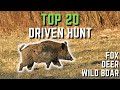 TOP 20 driven hunt - wild boar - deer - fox