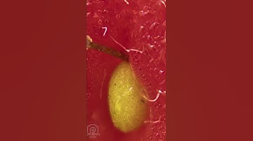 can you guess the objects close up photo quiz #shorts