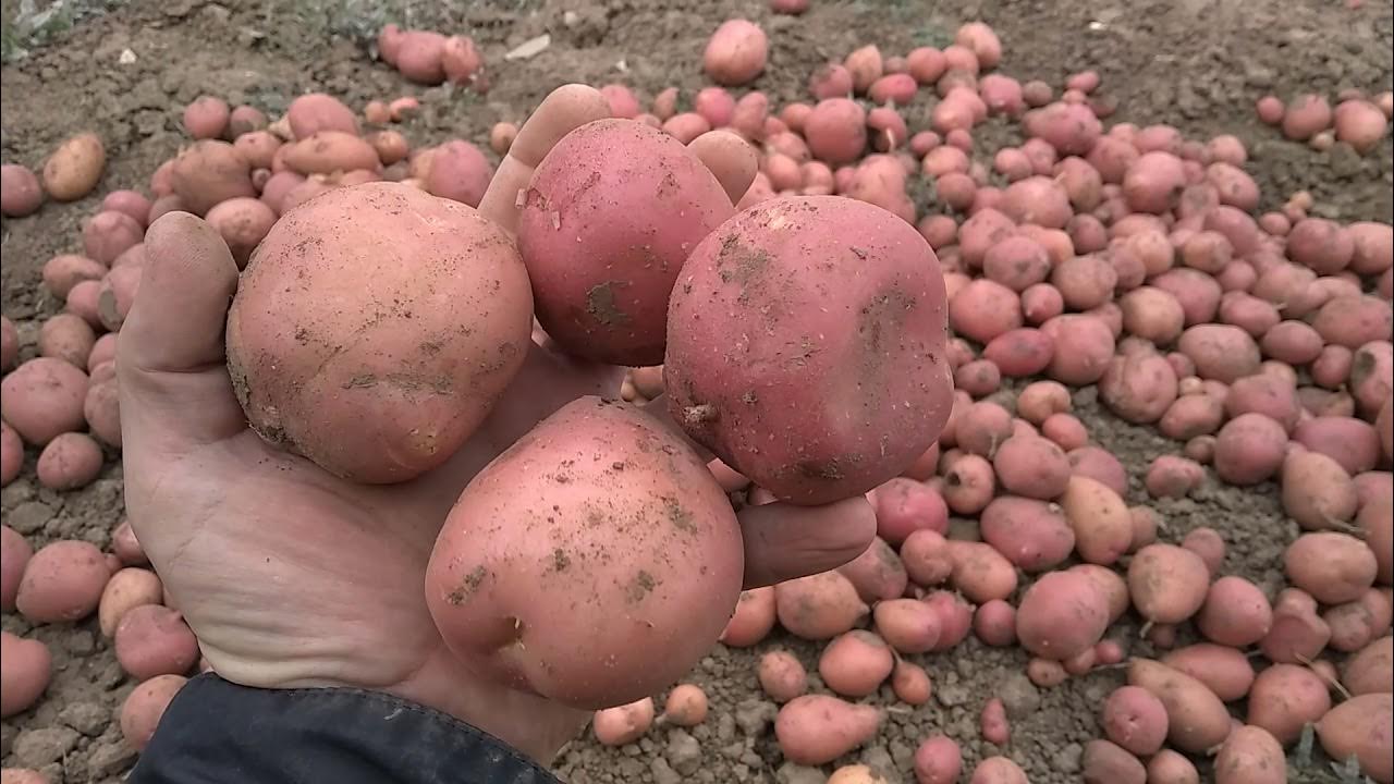 2 урожая картофеля. картофель крым. мордовия картошка. огромный урожай картошки. посадка картофеля.