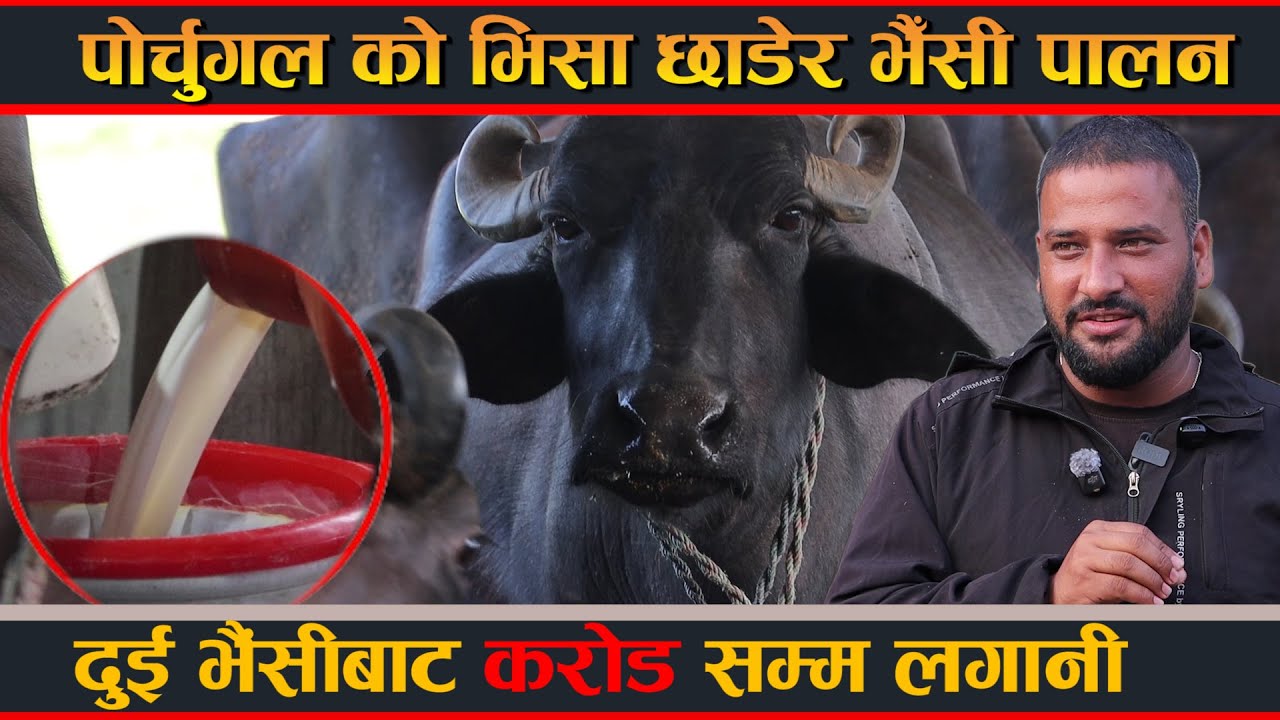पोर्चुगल को भिसा छाडेर भैँसी पालन ,दुई भैसीबाट सुरु करोड लगानी bhaisi palan nepal