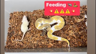 Ball Pythons EATING LIVE RATS!  Chocolate , Batman , PIEDS , CLOWNS .