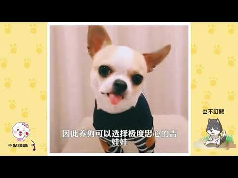 养狗知识 / 十二星座适合养什么狗狗？你养对了吗？ | 宠物公园