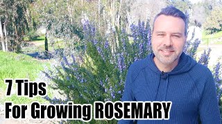 How to Grow Rosemary - 7 Tips for Success
