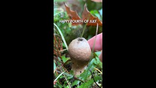 Happy 4th of July