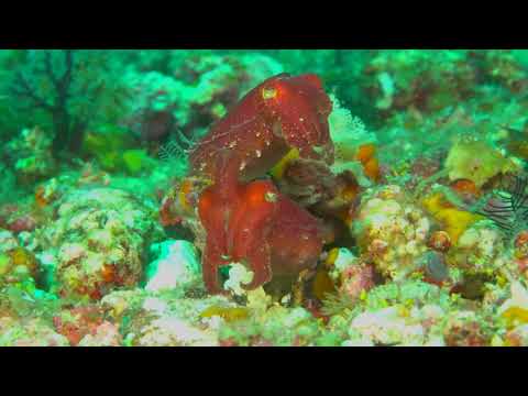 Dean Ratzman — Rules for Safety Under the Sea