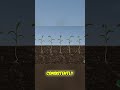 ArrowTube is Revolutionary Seed Control for Perfect Germination! #shorts