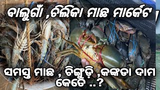 Balugaon Chilika Fish market Odisha | ବାଲୁଗାଁ ଚିଲିକା ମାଛ ମାର୍କେଟ ଓଡିଶା