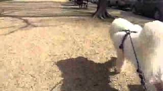 Bikejoring:  Gidget 2006 by SamoyedMoms 175 views 10 years ago 31 seconds