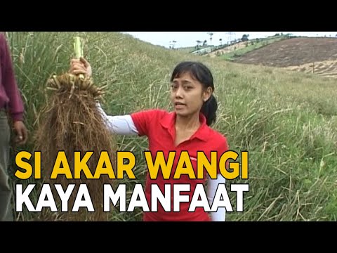 Video: Apakah rupa rumpai merah akar?