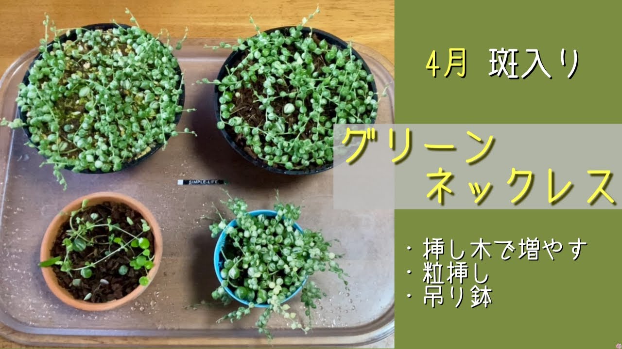 2024年4月5日 4月の《斑入りグリーンネックレス》 挿し木と粒挿しの