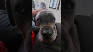 Oh Balde, my always hungry puppy? Are all Cane Corso dogs such big babies doglover funnyvideo