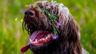 Hunting with the Wirehaired Pointing Griffon