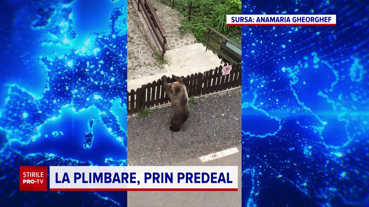 Un urs a fost filmat în timp ce deschidea poarta unei case din Predeal
