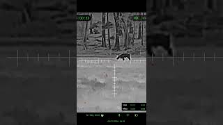 414 yards on this big! ￼22PRC 69TGK at 4000 fps. #hunting #hoghunting #thermalhunting #impact￼