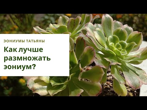 Video: Eonium: Uzazi Na Utunzaji Sahihi