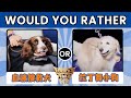 Would You Rather！跳拉丁舞的小狗 找出稀释2000万亿倍的一滴血的血液搜救犬 你更爱哪只？| 挑战不可能 Impossible Challenge