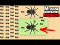 МУРАВЬИ КОНТРОЛИРУЮТ РАЗУМ НАСЕКОМЫХ КОРДИЦЕПСОМ ( Pocket Ants )